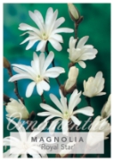 Picture of MAGNOLIA STELLATA ROYAL STAR Jumbo Tag                                                                                                                