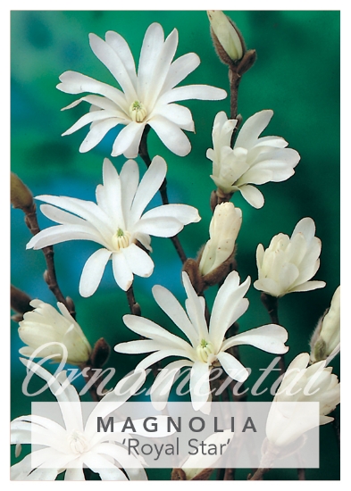 Picture of MAGNOLIA STELLATA ROYAL STAR Jumbo Tag                                                                                                                