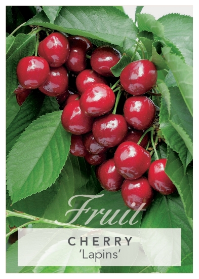 Picture of FRUIT CHERRY LAPINS Jumbo Tag                                                                                                                         