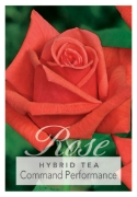 Picture of ROSE COMMAND PERFORMANCE (HT)                                                                                                                         