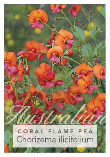 Picture of CHORIZEMA ILICIFOLIUM CORAL FLAME SYN CORDATU                                                                                                         