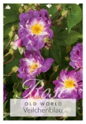 Picture of ROSE VEILCHENBLAU (OW)                                                                                                                                