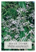 Picture of MELIA AZEDARACH WHITE CEDAR                                                                                                                           