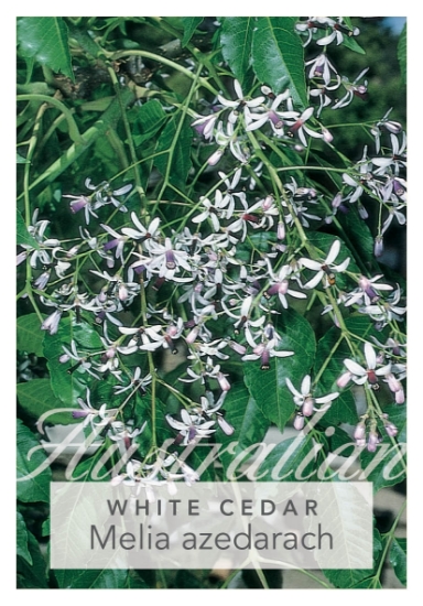 Picture of MELIA AZEDARACH WHITE CEDAR                                                                                                                           