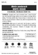 Picture of MELIA AZEDARACH WHITE CEDAR                                                                                                                           