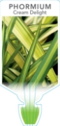 Picture of PHORMIUM CREAM DELIGHT                                                                                                                                