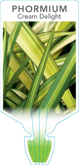 Picture of PHORMIUM CREAM DELIGHT                                                                                                                                