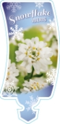 Picture of IBERIS SNOWFLAKE                                                                                                                                      