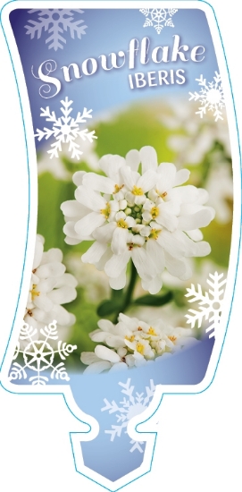 Picture of IBERIS SNOWFLAKE                                                                                                                                      