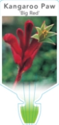 Picture of ANIGOZANTHOS BIG RED                                                                                                                                  
