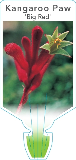 Picture of ANIGOZANTHOS BIG RED                                                                                                                                  