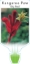 Picture of ANIGOZANTHOS BIG RED                                                                                                                                  