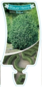 Picture of BUXUS BLAUER HEINZ                                                                                                                                    