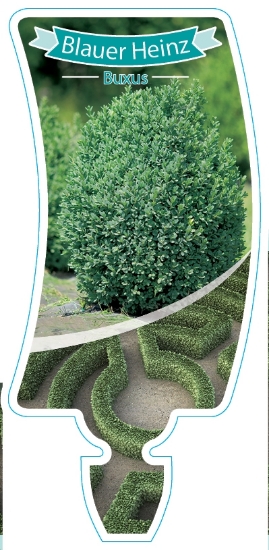 Picture of BUXUS BLAUER HEINZ                                                                                                                                    