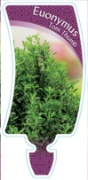 Picture of EUONYMUS TOM THUMB                                                                                                                                    