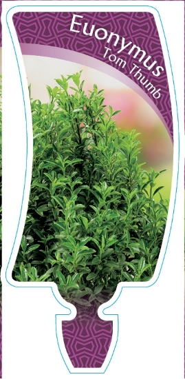 Picture of EUONYMUS TOM THUMB                                                                                                                                    