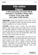 Picture of FRUIT GRAPE WINE VIOGNIER                                                                                                                             