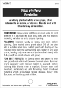 Picture of FRUIT GRAPE WINE VERDELHO                                                                                                                             