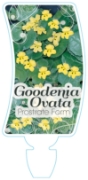Picture of GOODENIA OVATA PROSTRATE HOP GOODENIA                                                                                                                 