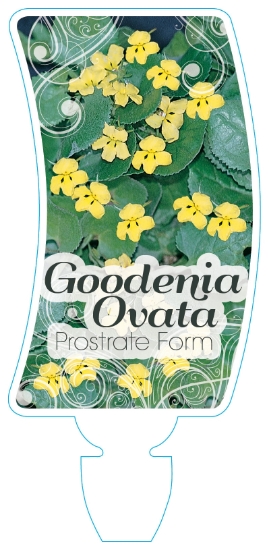 Picture of GOODENIA OVATA PROSTRATE HOP GOODENIA                                                                                                                 