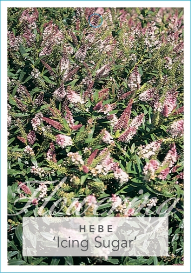 Picture of HEBE ICING SUGAR                                                                                                                                      