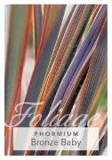 Picture of PHORMIUM BRONZE BABY                                                                                                                                  