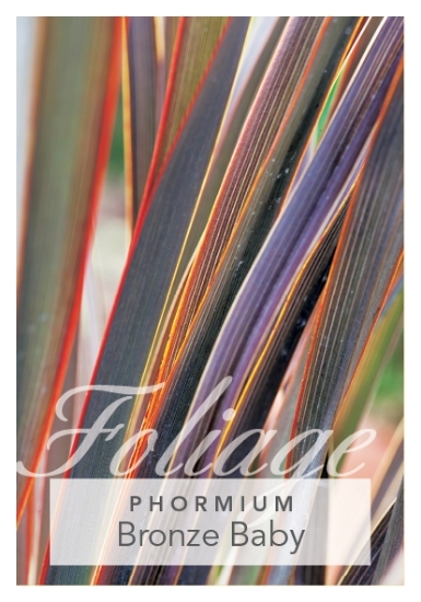 Picture of PHORMIUM BRONZE BABY                                                                                                                                  