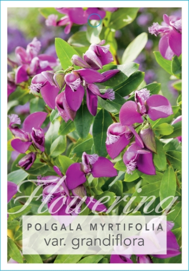 Picture of POLYGALA MYRTIFOLIA GRANDIFLORA                                                                                                                       