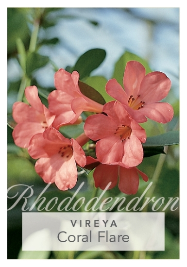 Picture of RHODODENDRON VIREYA CORAL FLARE                                                                                                                       