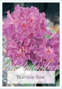 Picture of RHODODENDRON BUMBLE BEE                                                                                                                               