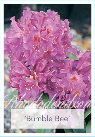 Picture of RHODODENDRON BUMBLE BEE                                                                                                                               