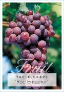 Picture of FRUIT GRAPE TABLE RED EMPEROR                                                                                                                         