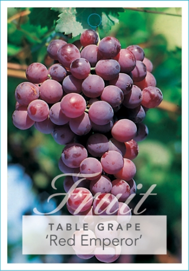 Picture of FRUIT GRAPE TABLE RED EMPEROR                                                                                                                         