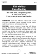 Picture of FRUIT GRAPE WINE RHINE RIESLING                                                                                                                       