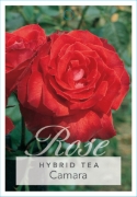 Picture of ROSE CAMARA (HT)                                                                                                                                      