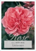 Picture of ROSE UETERSEN CLIMBING                                                                                                                                
