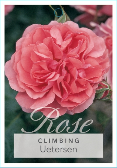 Picture of ROSE UETERSEN CLIMBING                                                                                                                                