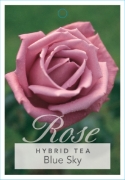 Picture of ROSE BLUE SKY (HT)                                                                                                                                    
