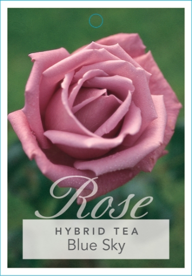 Picture of ROSE BLUE SKY (HT)                                                                                                                                    
