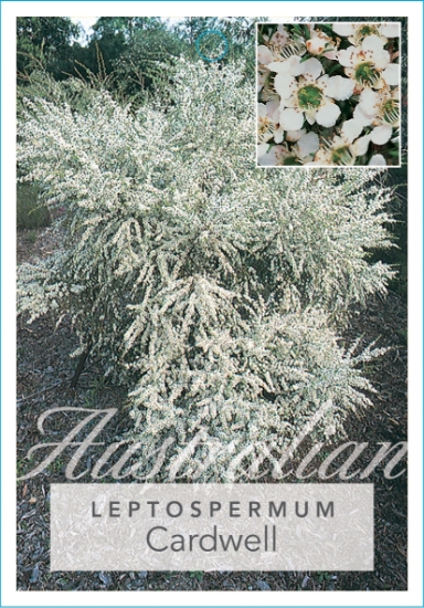 Picture of LEPTOSPERMUM FLAVESCENS CARDWELL                                                                                                                      