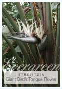 Picture of STRELITZIA NICOLAI GIANT BIRD OF PARADISE                                                                                                             