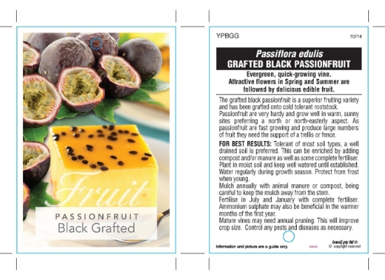 Picture of FRUIT PASSIONFRUIT EDULIS BLACK GRAFTED                                                                                                               