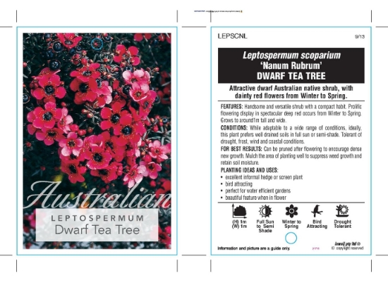 Picture of LEPTOSPERMUM SCOPARIUM NANUM RUBRUM DWARF RED                                                                                                         
