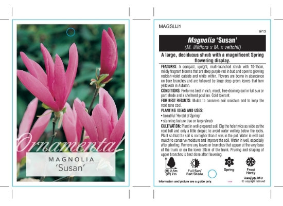 Picture of MAGNOLIA SUSAN Jumbo Tag                                                                                                                              