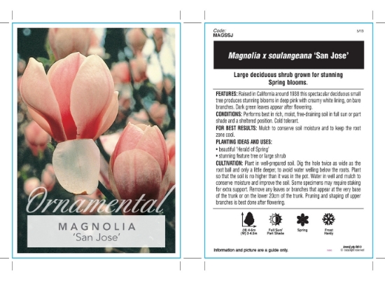 Picture of MAGNOLIA SAN JOSE Jumbo Tag                                                                                                                           