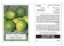 Picture of FRUIT CITRUS LIME WEST INDIAN                                                                                                                         