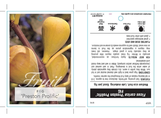 Picture of FRUIT FIG PRESTON PROLIFIC (HERITAGE)                                                                                                                 