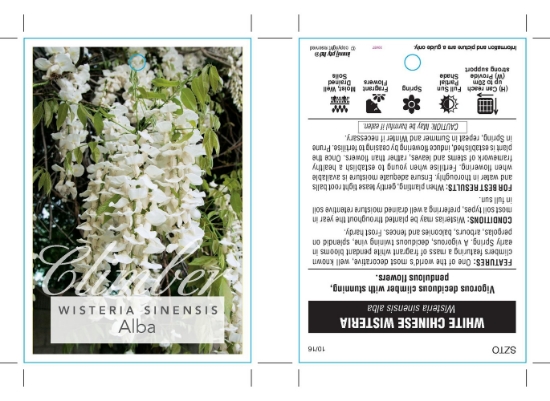 Picture of WISTERIA SINENSIS ALBA                                                                                                                                