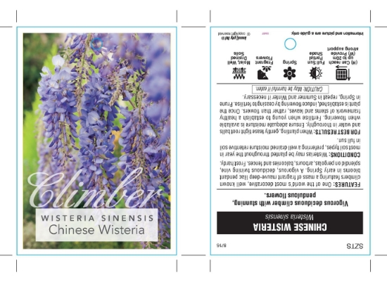 Picture of WISTERIA SINENSIS CHINESE WISTERIA                                                                                                                    