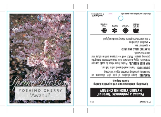 Picture of PRUNUS YEDOENSIS AWANUI                                                                                                                               